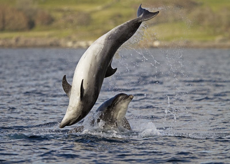 Dolphins cavorting round the boat